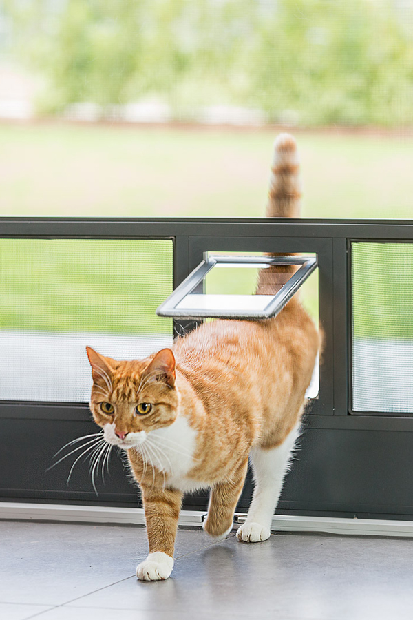 Katze nutzt tierfreundliche Durchgangslösung in maßgefertigter Insektenschutztür – Sonderanfertigung aus Weißenhorn